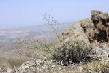 Astragalus inaequalifolius