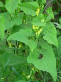 Aristolochia clematitis