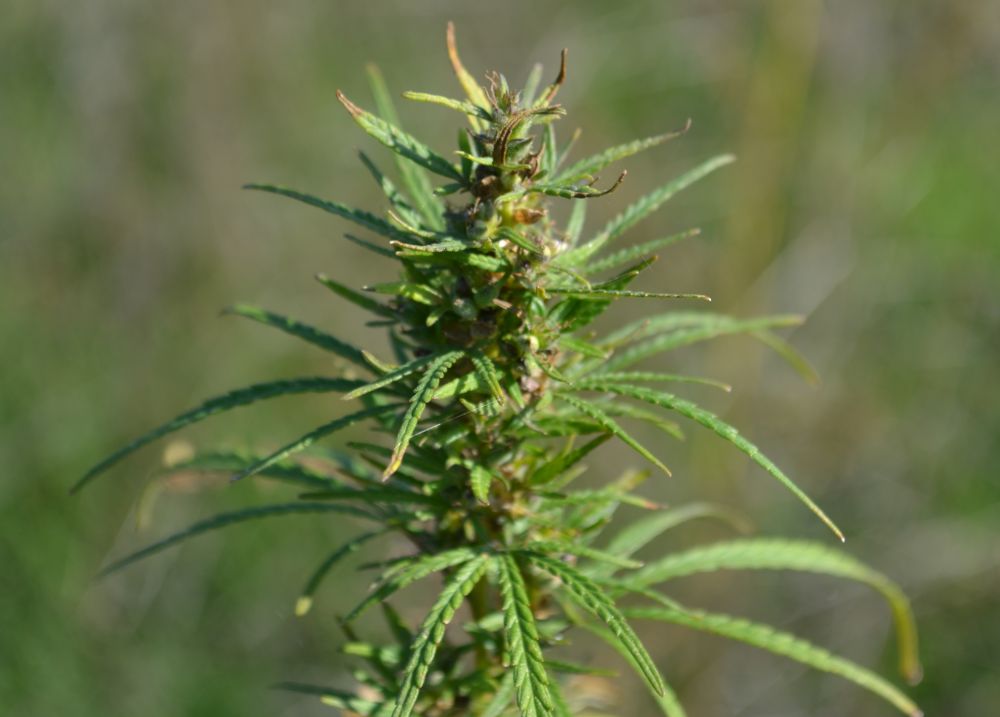 Image of Cannabis sativa var. spontanea specimen.