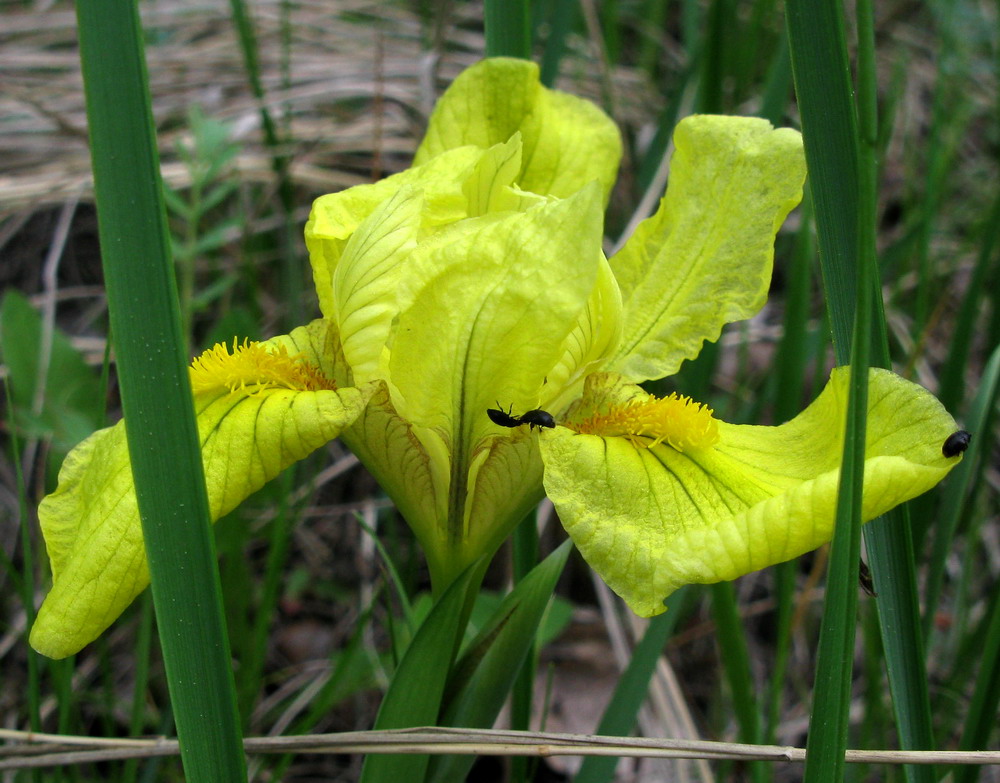 Изображение особи Iris humilis.