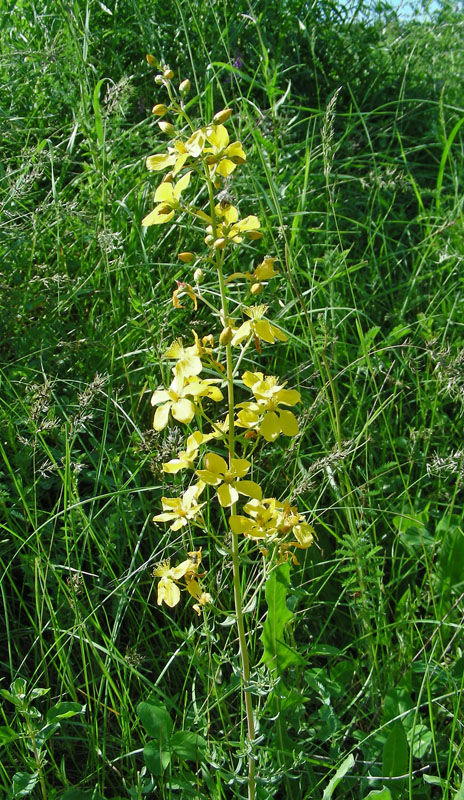 Изображение особи Hypericum elongatum.