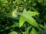 Echinocystis lobata. Листья и соцветия. Смоленская обл., Смоленский р-н, берег Каспли. 25.08.2011.