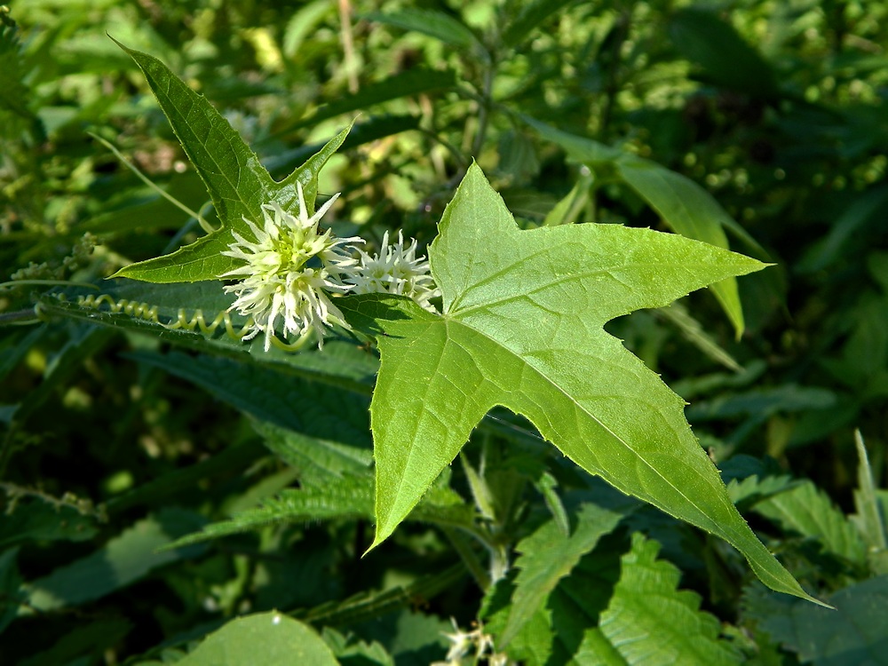 Изображение особи Echinocystis lobata.