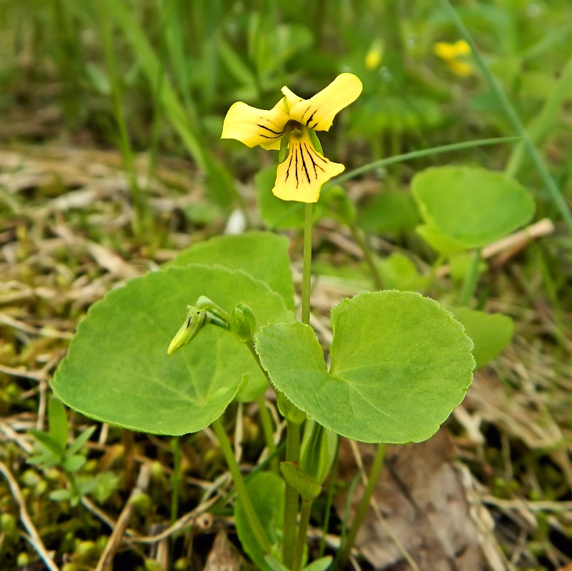 Изображение особи Viola biflora.