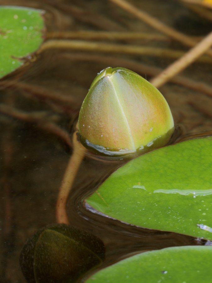Изображение особи Nymphaea candida.