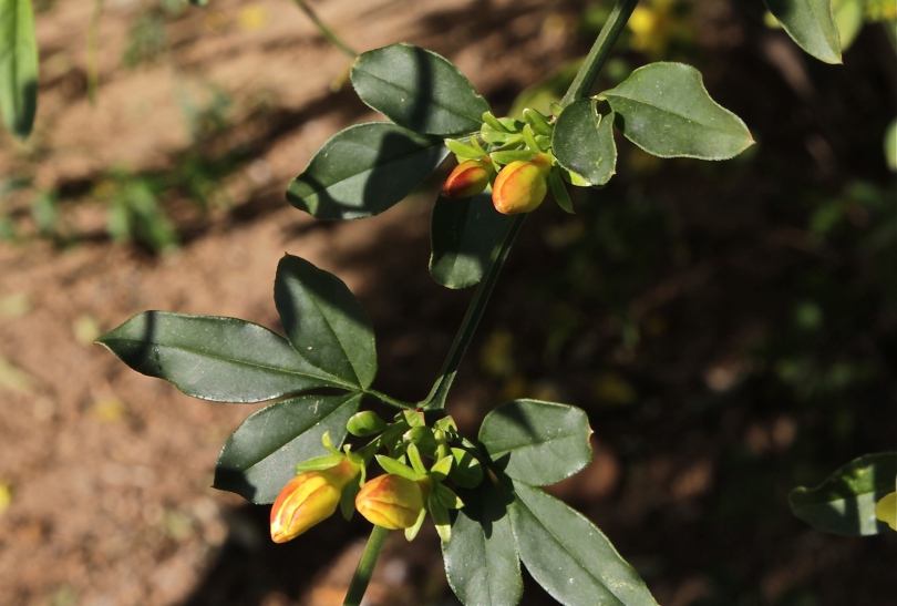 Image of Jasminum mesnyi specimen.