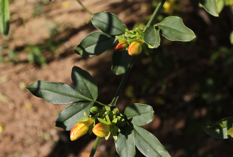 Изображение особи Jasminum mesnyi.