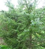 Picea ajanensis. Молодое дерево. Сахалин., окр. г. Южно-Сахалинска. Август 2010 г.