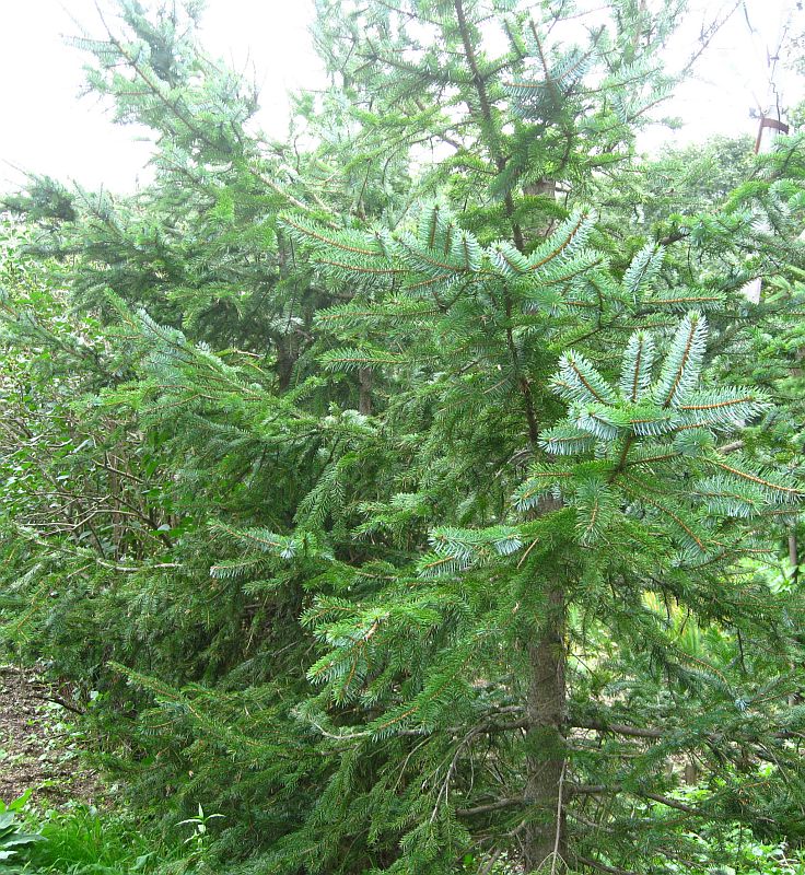 Изображение особи Picea ajanensis.