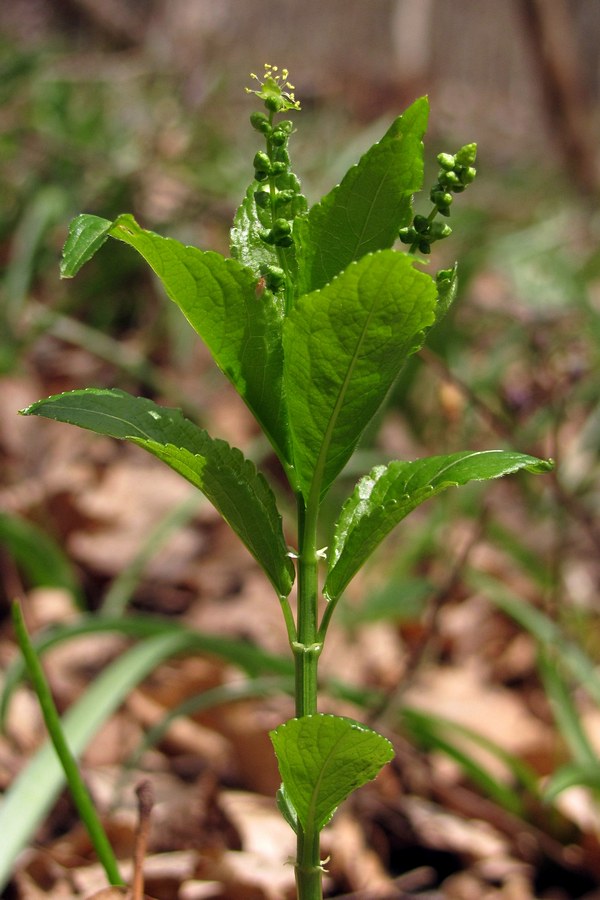 Image of Mercurialis taurica specimen.