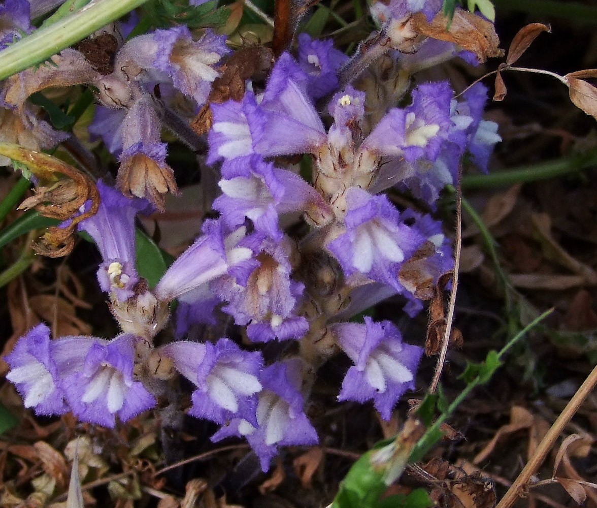 Image of Phelipanche mutelii specimen.