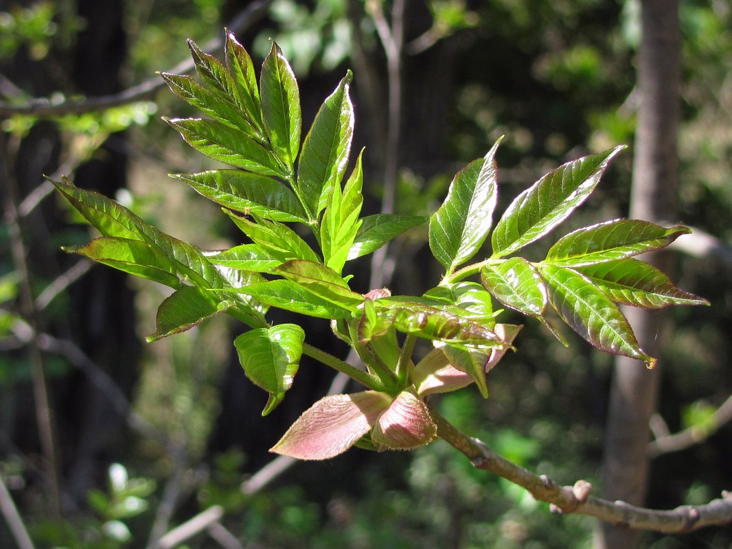 Изображение особи Fraxinus ornus.