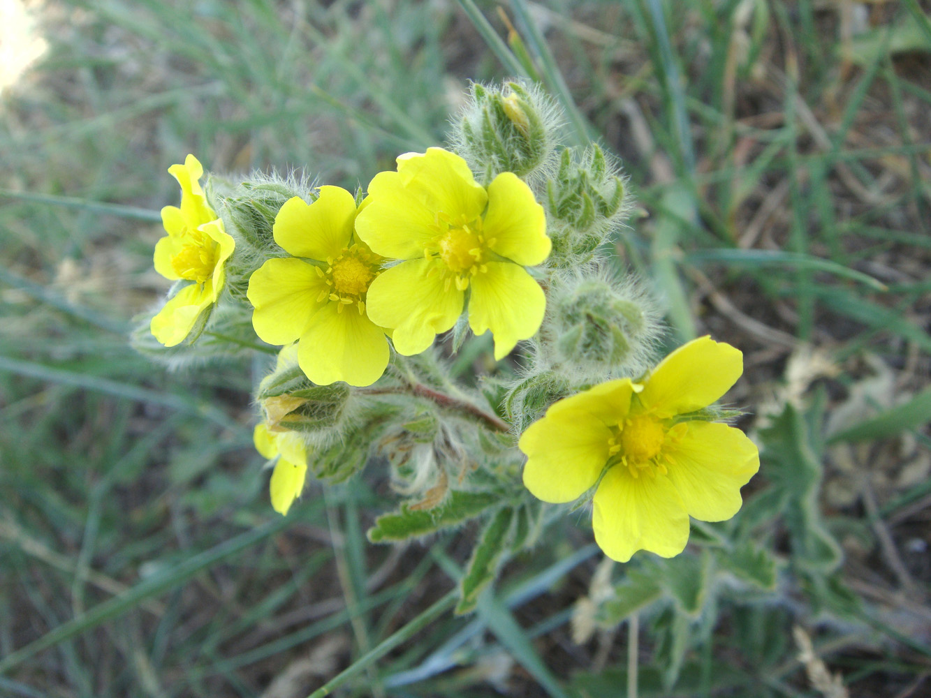 Image of Potentilla pedata specimen.