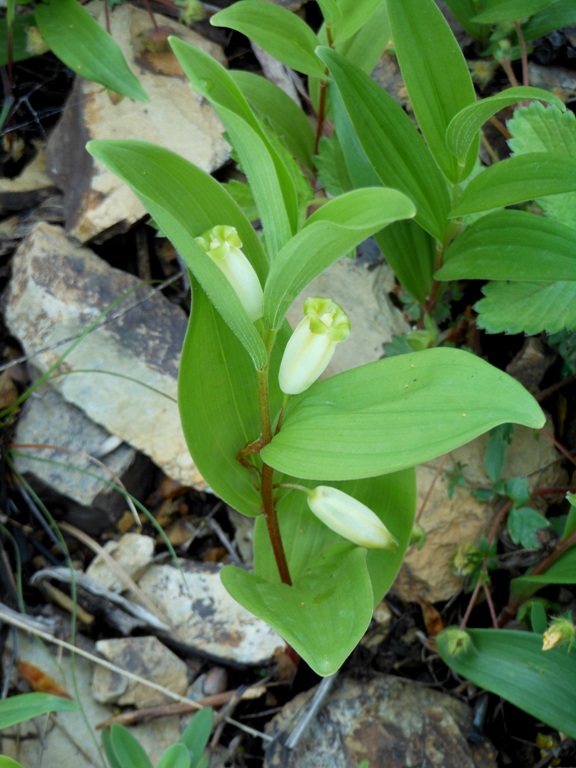 Изображение особи Polygonatum humile.