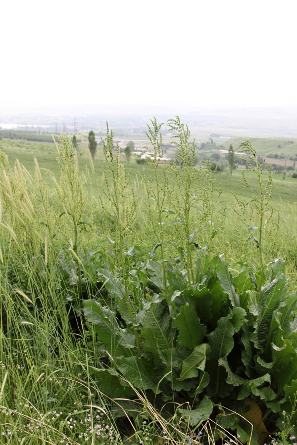 Изображение особи Rumex tianschanicus.