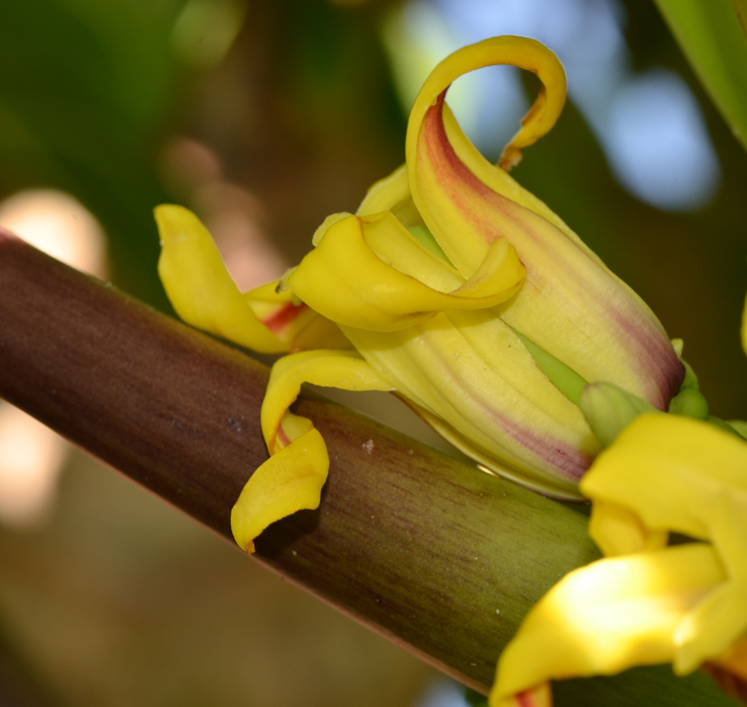 Image of Carica papaya specimen.