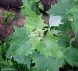 Atriplex sagittata. Верхушка растения (вид сверху). Украина, г. Киев, Южная Борщаговка, рудеральный ценоз. 7 июня 2012 г.