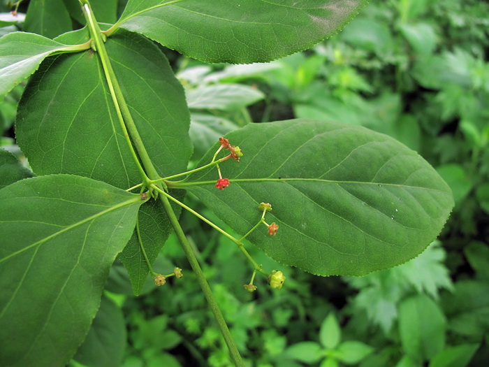 Изображение особи род Euonymus.