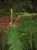 Polystichum setiferum. Основание розетки листьев с молодыми вайями. Испания, Канарские острова, о. Тенерифе, горный массив Анага. 08.03.2008.