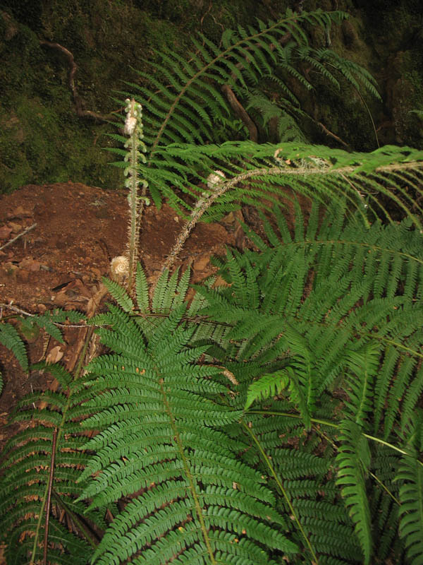 Изображение особи Polystichum setiferum.