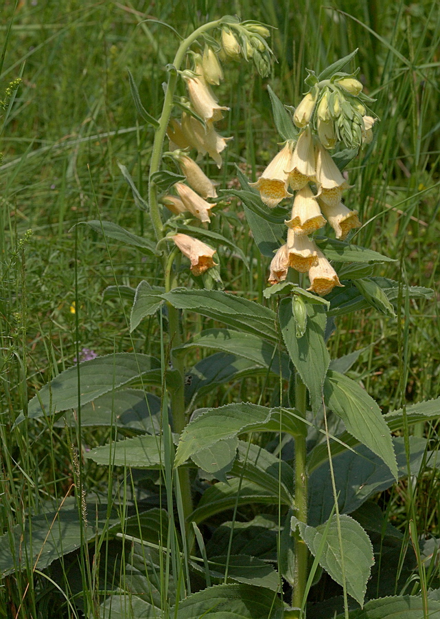 Image of Digitalis grandiflora specimen.