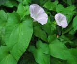 Calystegia spectabilis. Цветки и листья. Смоленск. 29.06.2012.