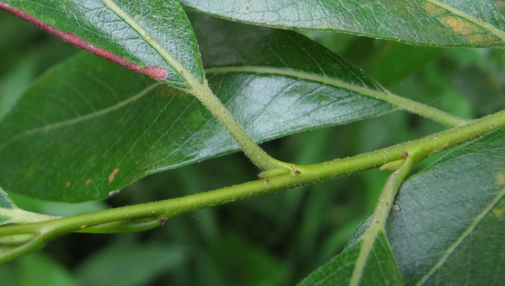 Изображение особи Salix gmelinii.