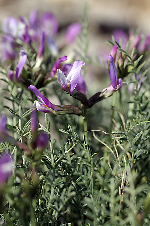 Image of Astragalus pachyrrhizus specimen.