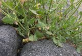 Rumex hastifolius