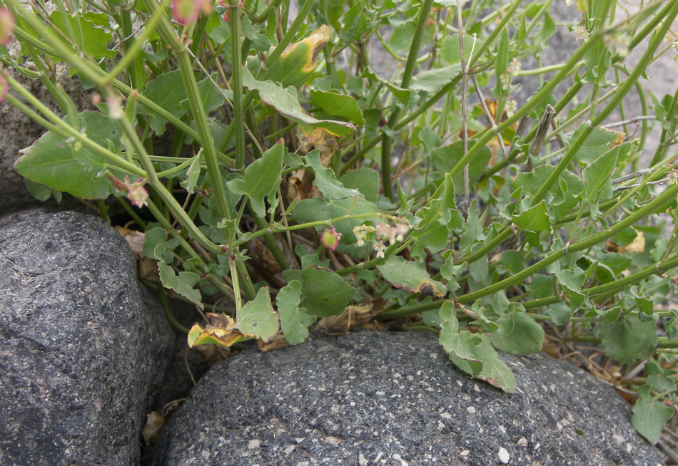 Image of Rumex hastifolius specimen.