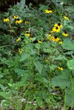 Rudbeckia triloba