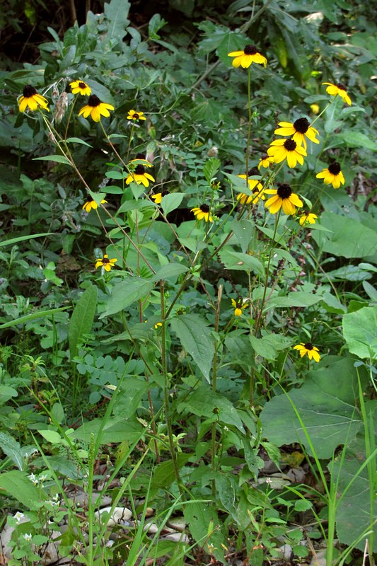 Изображение особи Rudbeckia triloba.