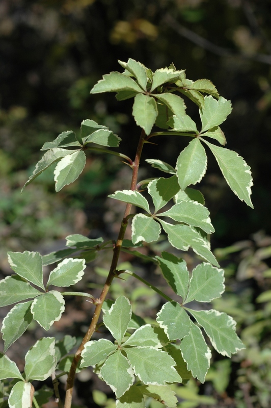 Изображение особи Eleutherococcus sieboldianus.