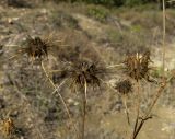 Centaurea sosnovskyi