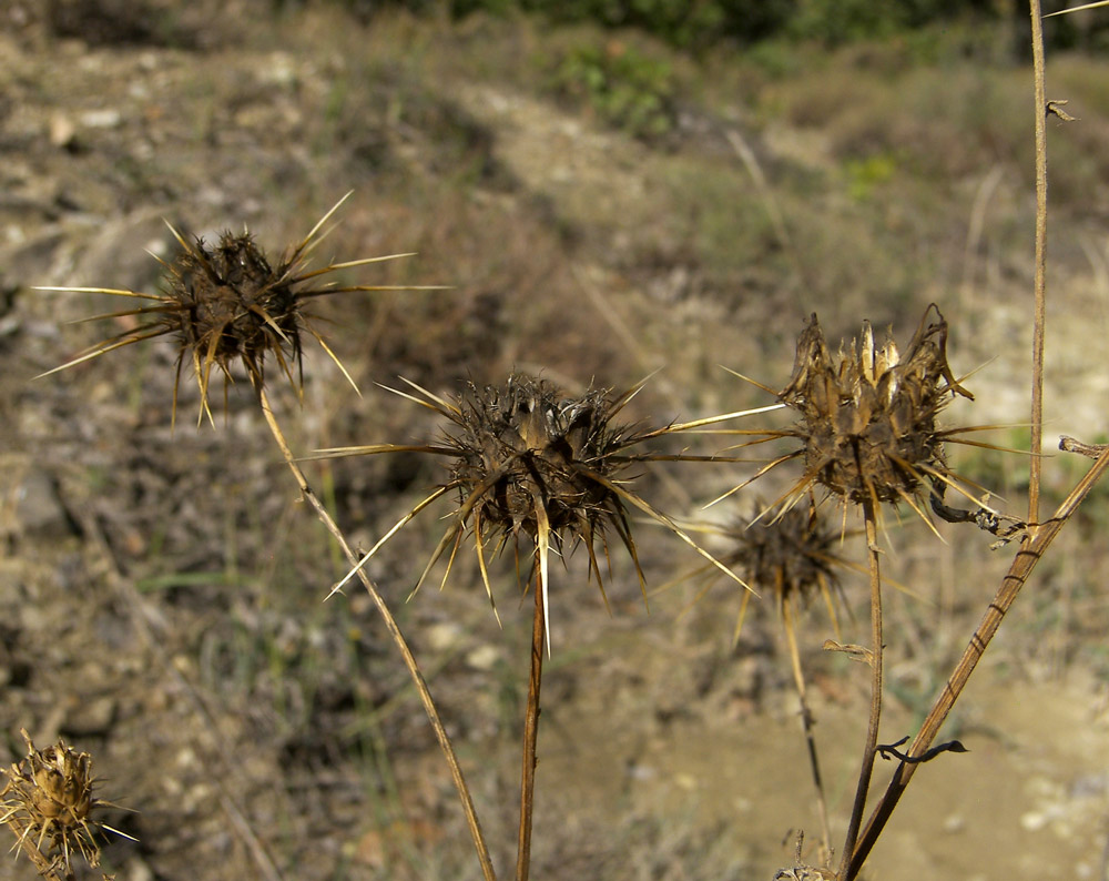 Изображение особи Centaurea sosnovskyi.