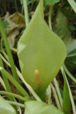 Arum italicum ssp. albispathum