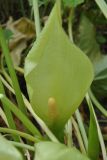 Arum подвид albispathum