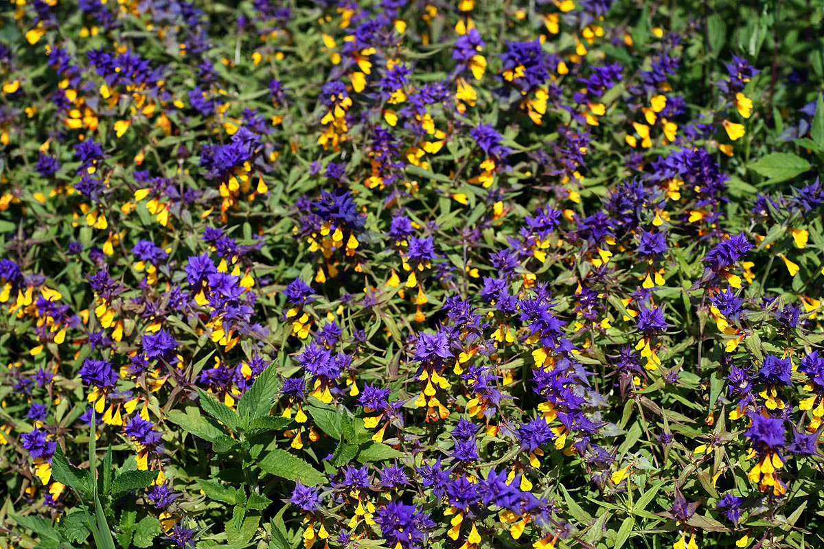Image of Melampyrum nemorosum specimen.