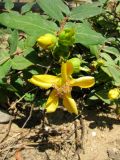 genus Hypericum. Цветок, бутон и завязи. Испания, Каталония, Жирона, Пуболь, у замка Гала. 22.06.2012.