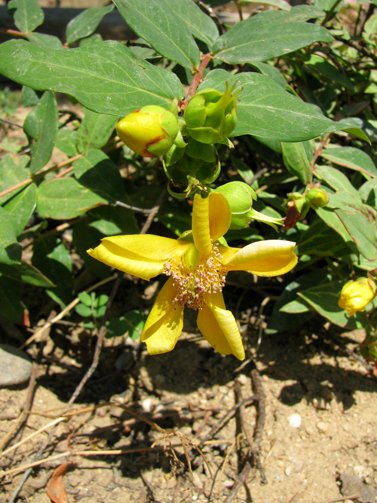 Image of genus Hypericum specimen.