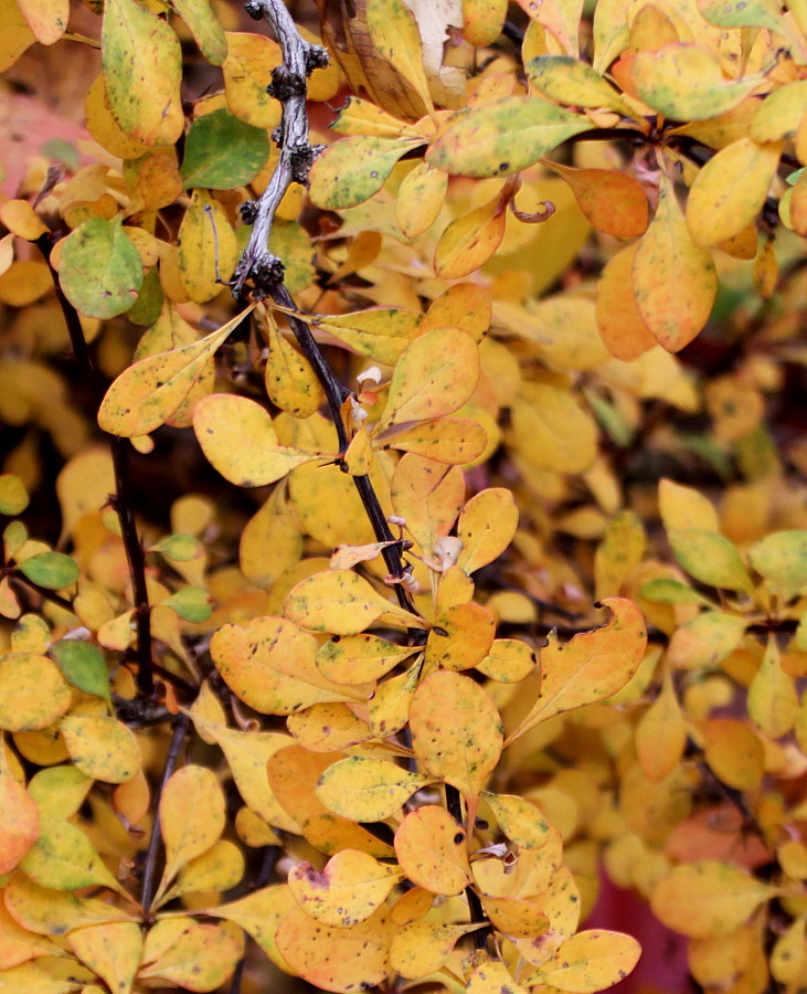 Изображение особи Berberis thunbergii.