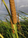 Typha angustifolia