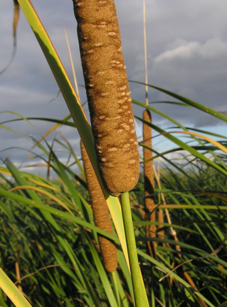 Изображение особи Typha angustifolia.