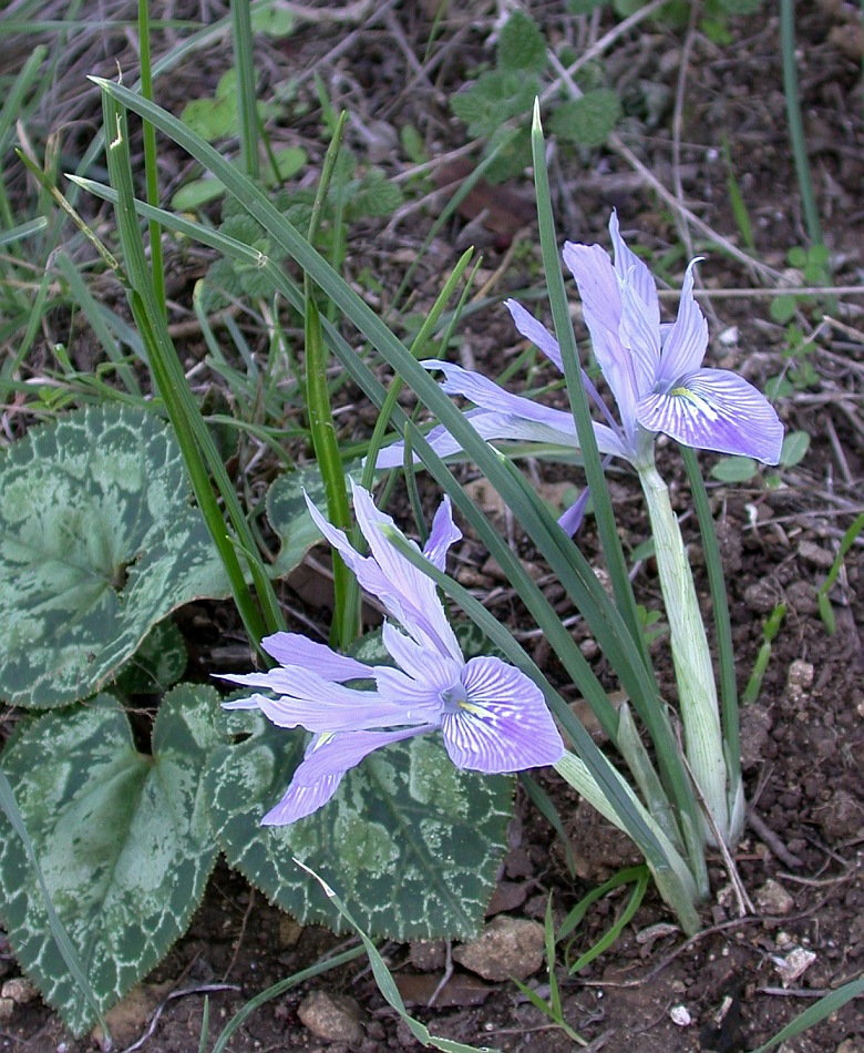 Image of Iridodictyum vartanii specimen.