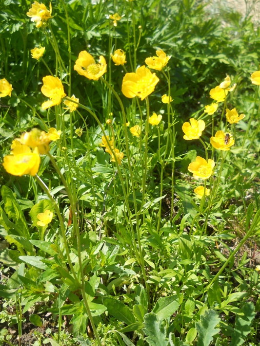 Image of Ranunculus pedatus specimen.
