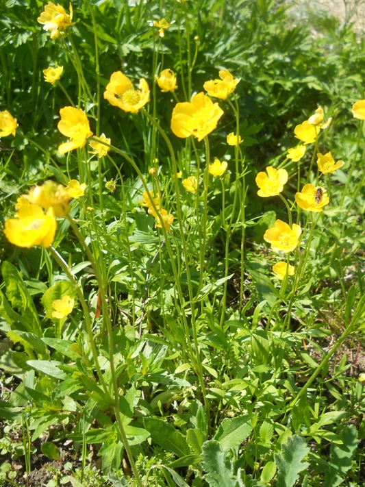 Изображение особи Ranunculus pedatus.