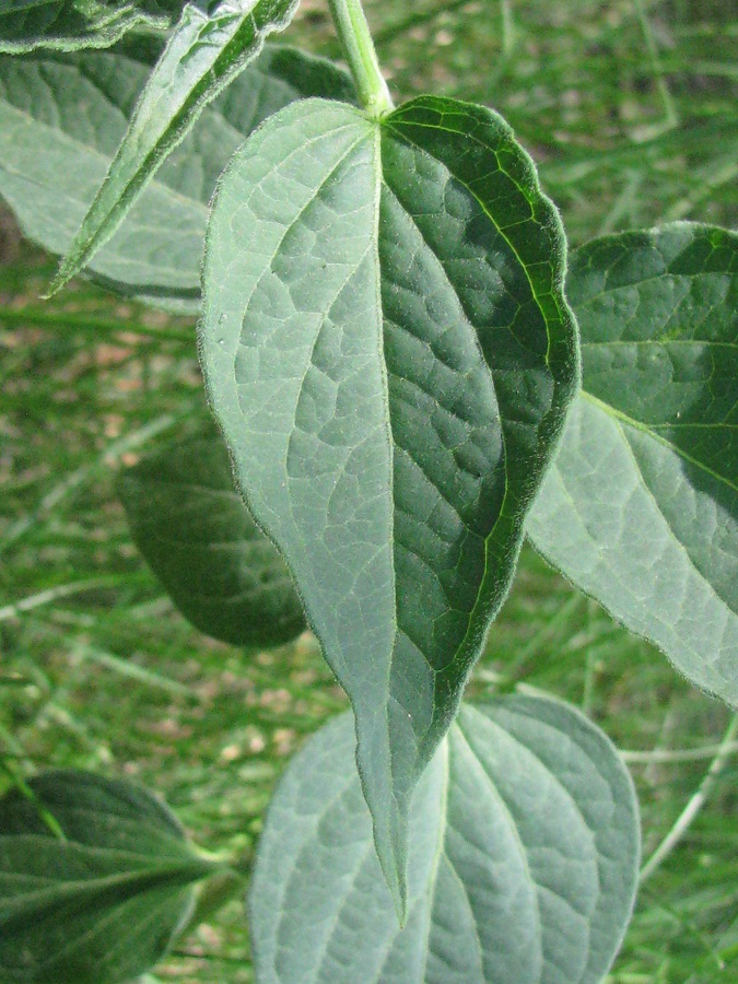 Image of Vincetoxicum flavum specimen.
