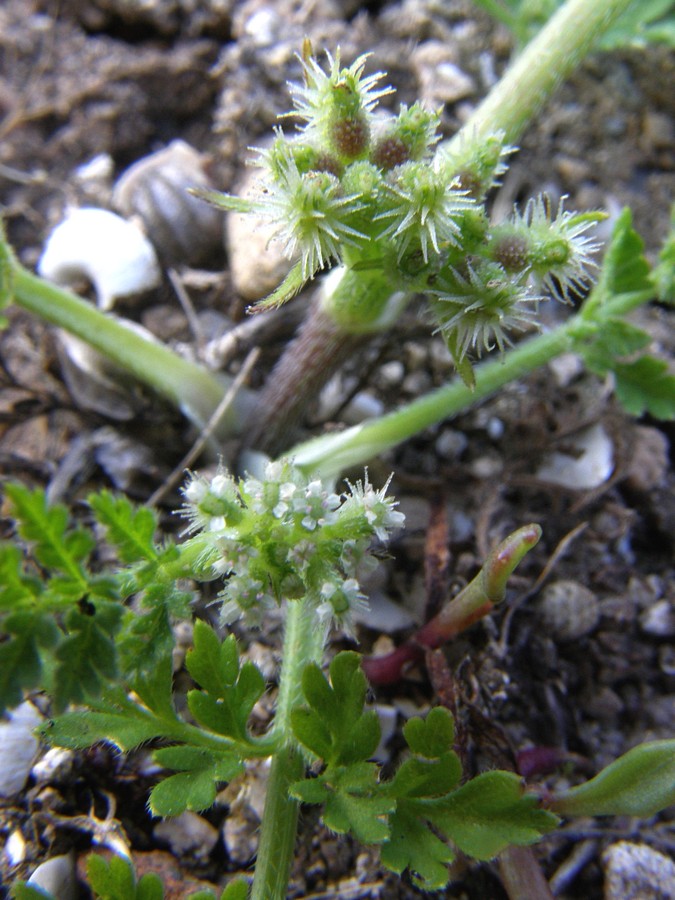 Изображение особи Torilis nodosa.