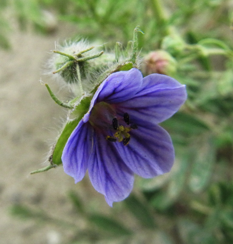 Image of Erodium stephanianum specimen.