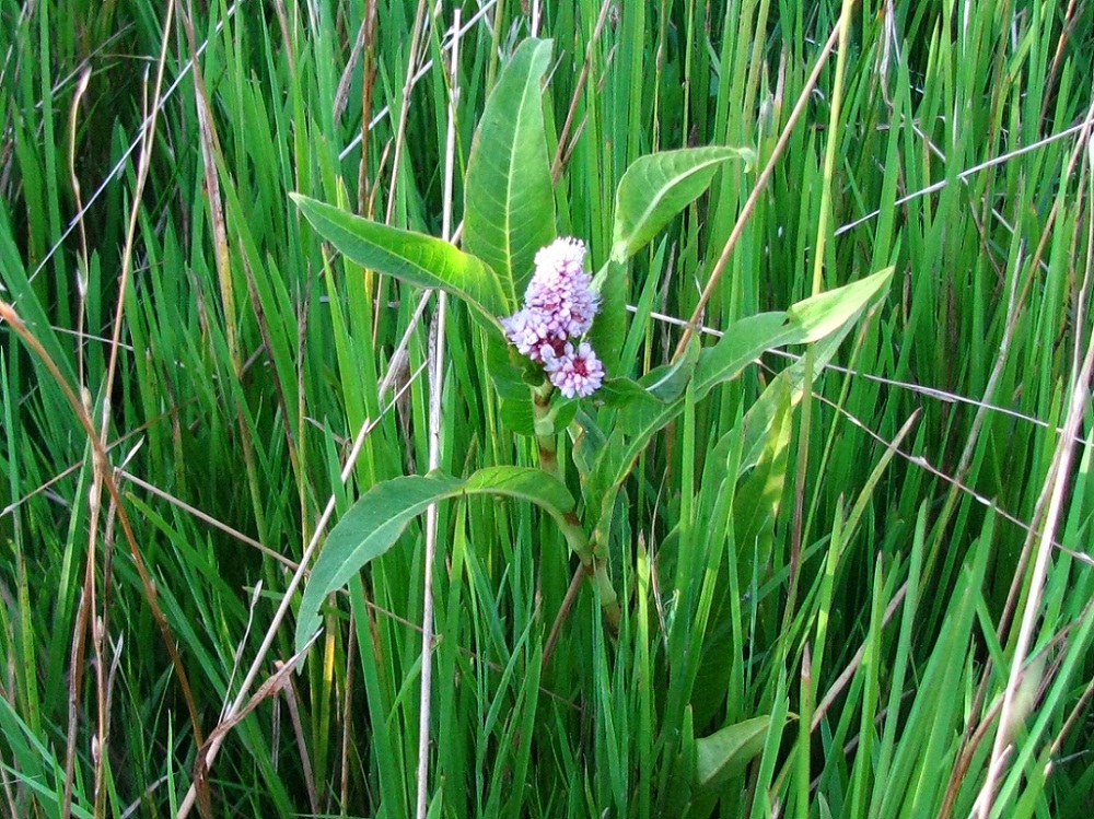 Изображение особи Persicaria amphibia.